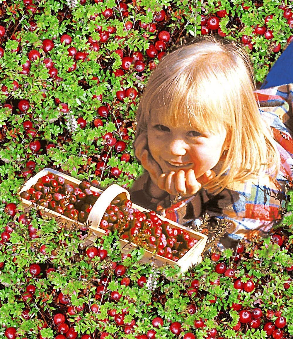 baldur-garten-cranberry-beere-moosbeere-3x-im-9x9-cm-topf image 3