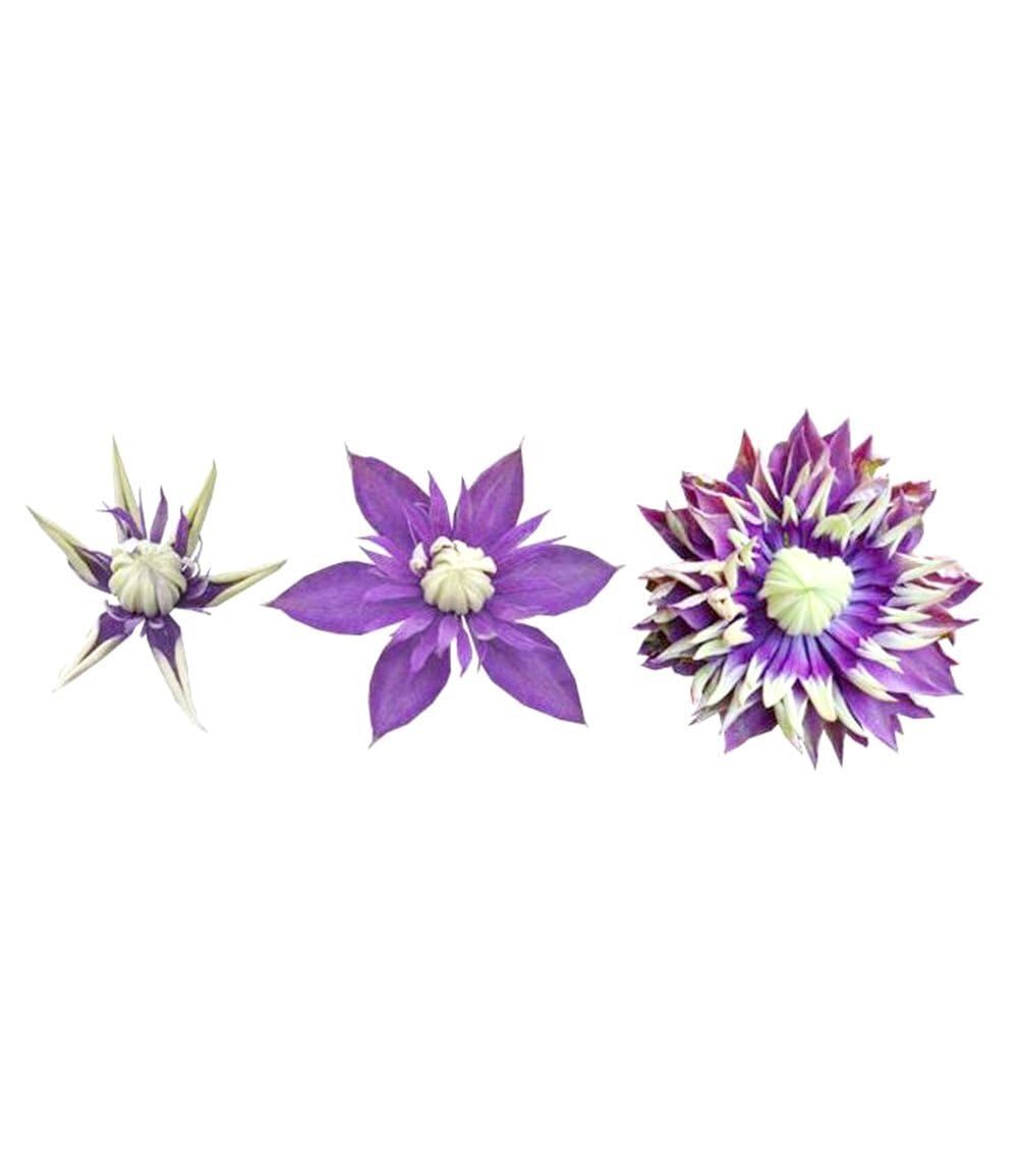 baldur-garten-2x-clematis-taiga-rarit-t-kletterpflanze-im-11-cm-topf image 5