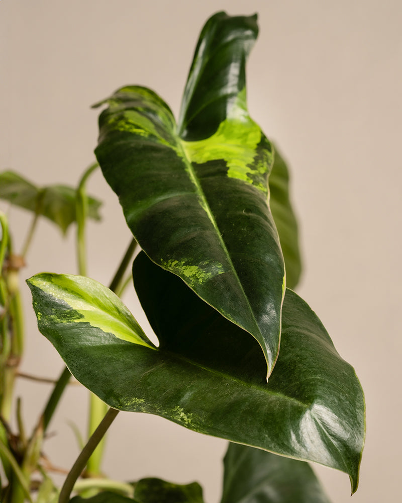 feey-philodendron-burle-marx-variegata-rarit-t-40-50-cm image 7