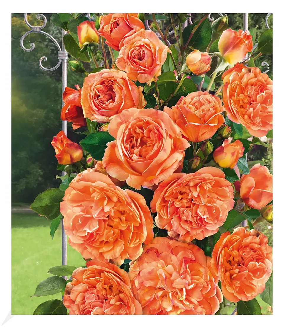 baldur-garten-delbard-kletterrose-papi-delbard-wurzelnackt image 1