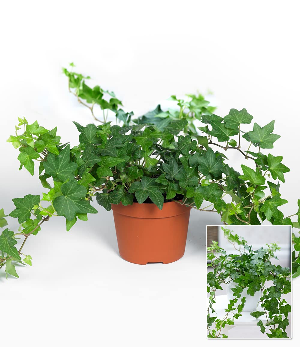 baldur-garten-efeu-zimmerpflanze-hedera-im-13-cm-topf image 3