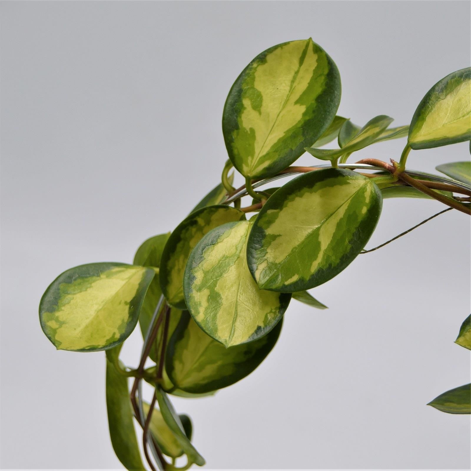pasiora-hoya-australis-lisa-wachsblume-12-cm-topf-mit-bogen image 2