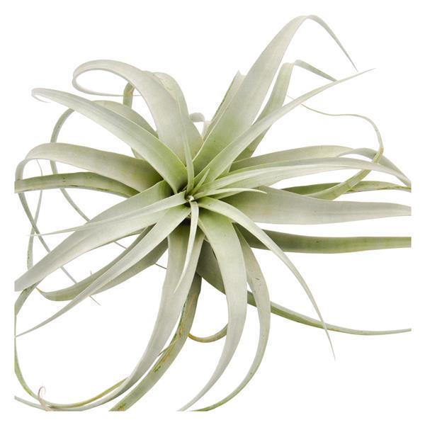 pasiora-tillandsia-xerographica-k-nigin-der-tillandsien image 3