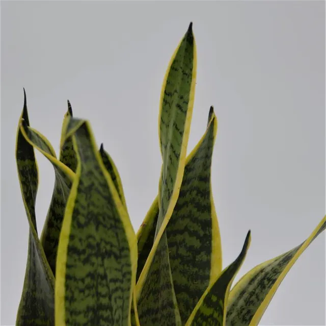 pasiora-sansevieria-laurentii-sukkulente-12cm-topf image 1