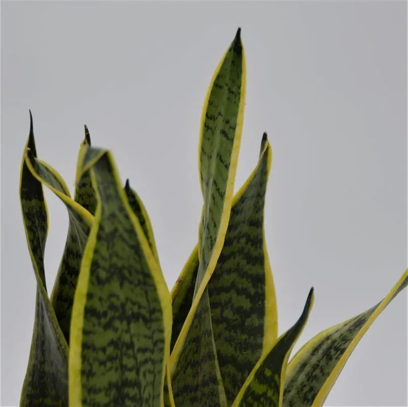 pasiora-sansevieria-laurentii-sukkulente-12cm-topf image 1