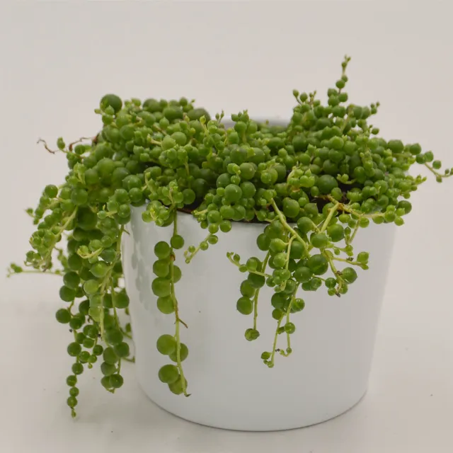 pasiora-senecio-rowleyanus-erbsenpflanze-sukkulente-10-5cm image 1