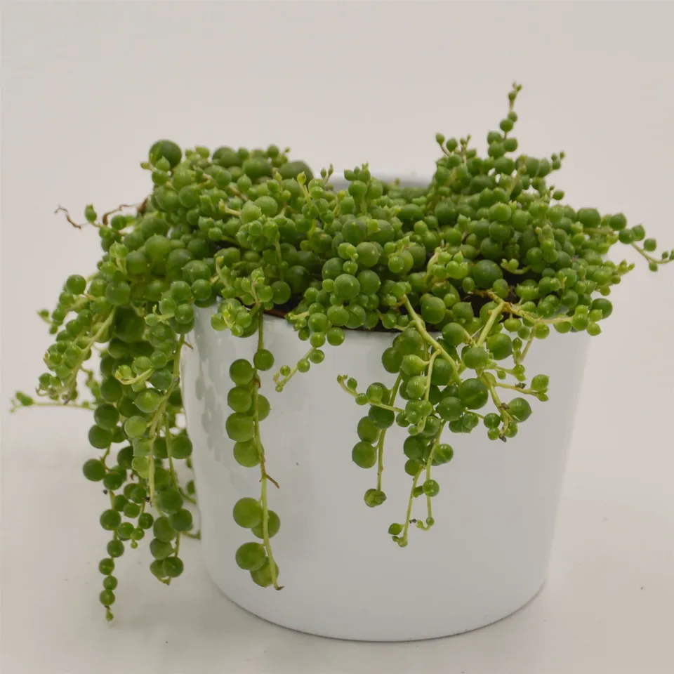 pasiora-senecio-rowleyanus-erbsenpflanze-sukkulente-10-5cm image 1