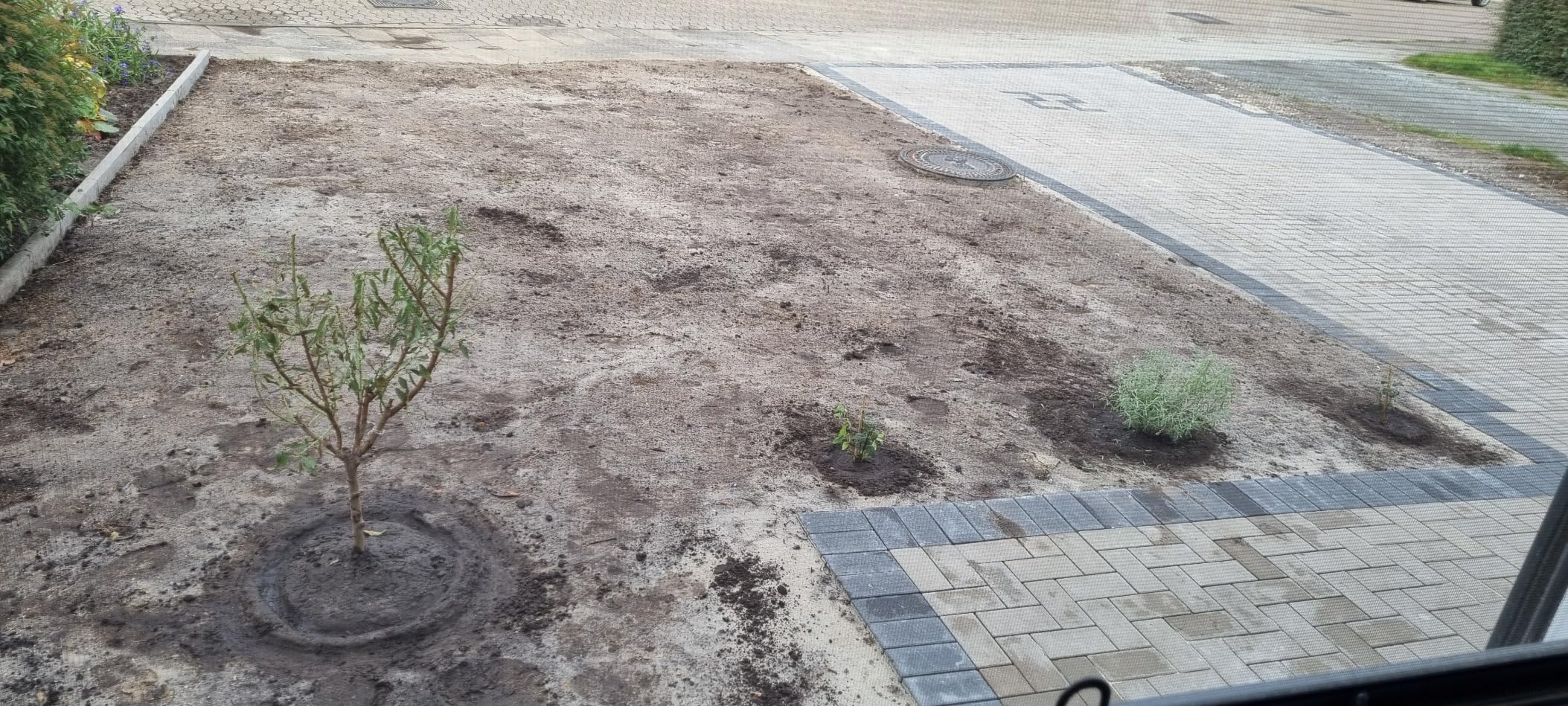 Noch keine Blüte