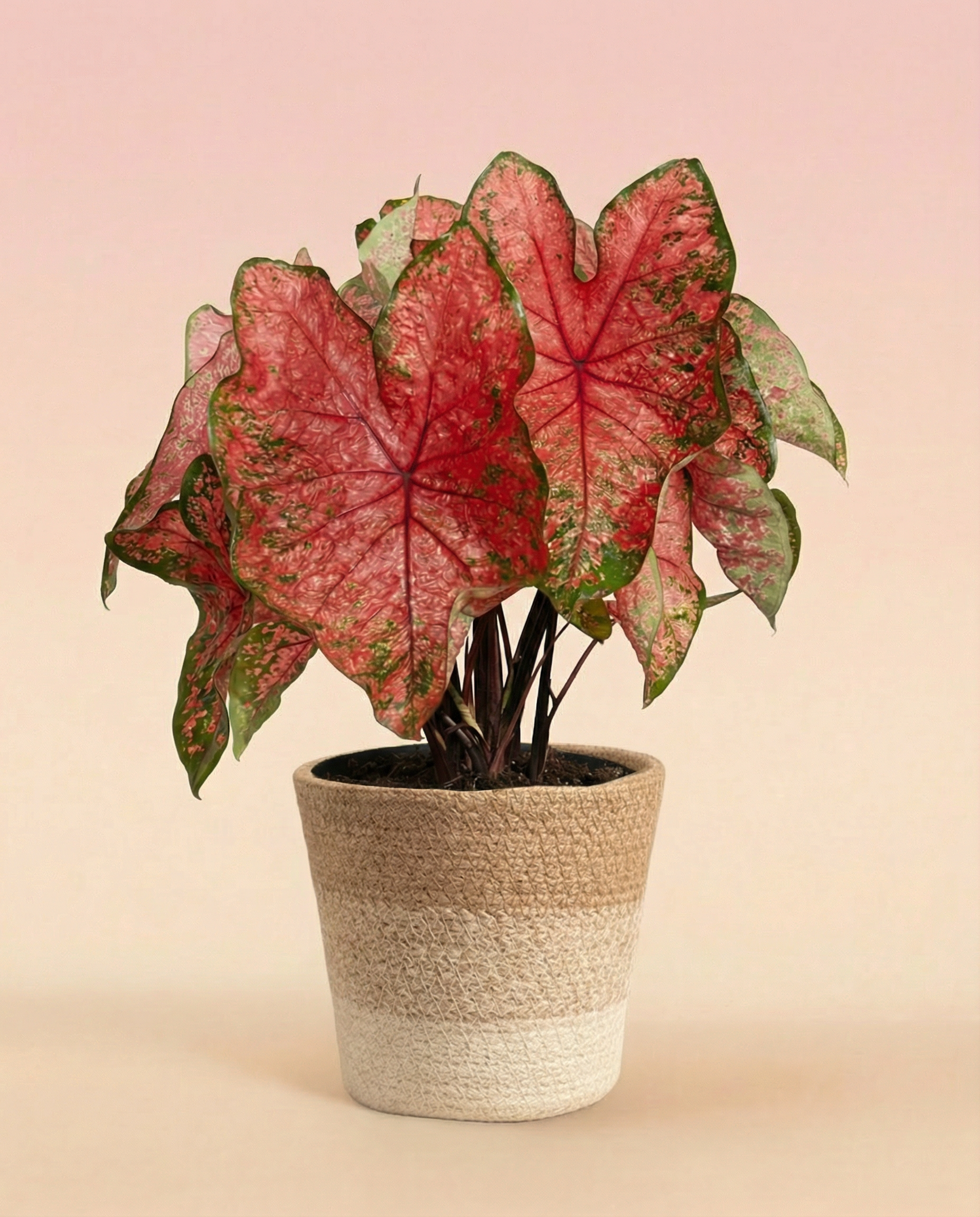 feey-caladium-lava-glow-zimmerpflanze image 7