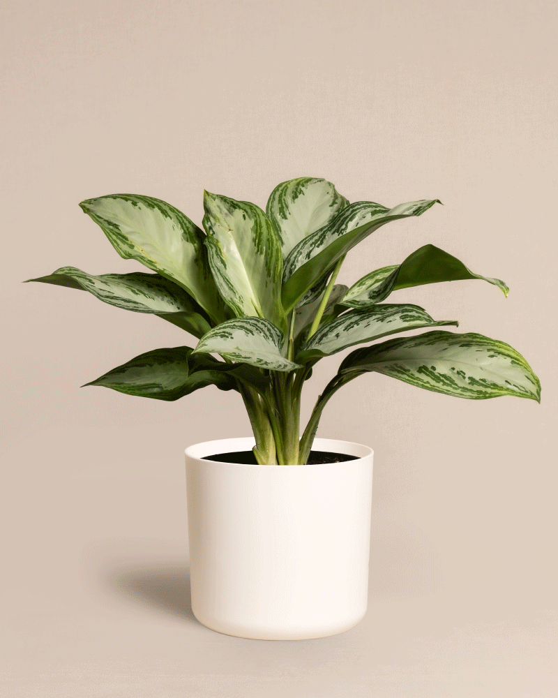 feey-aglaonema-silver-bay-zimmerpflanze image 8