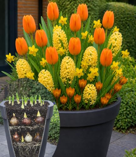 baldur-garten-30x-blumenzwiebel-mix-orange-gelbe-lasagne-tulpen-narzissen-hyazin image 3