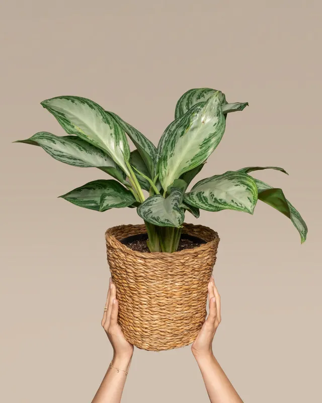 feey-aglaonema-silver-bay-zimmerpflanze image 1