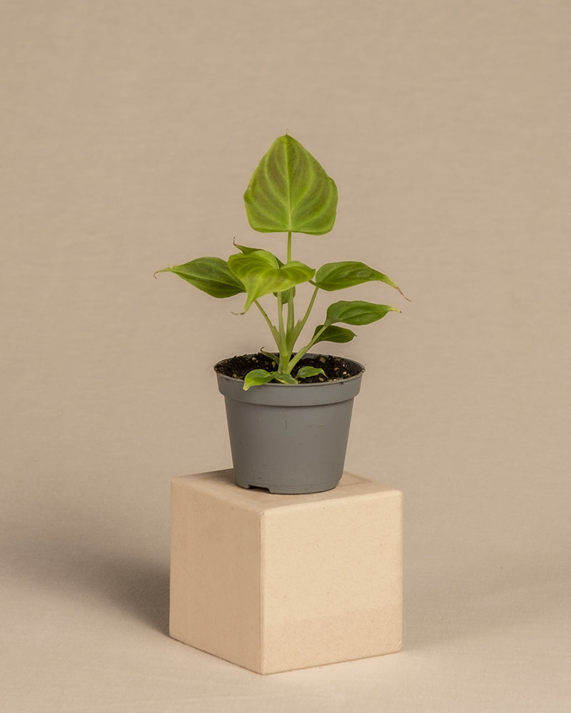 feey-philodendron-verrucosum-incensi-babypflanze-im-6-cm-topf image 3