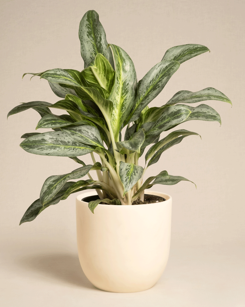 feey-aglaonema-emerald-stone-zimmerpflanze-mittel image 8