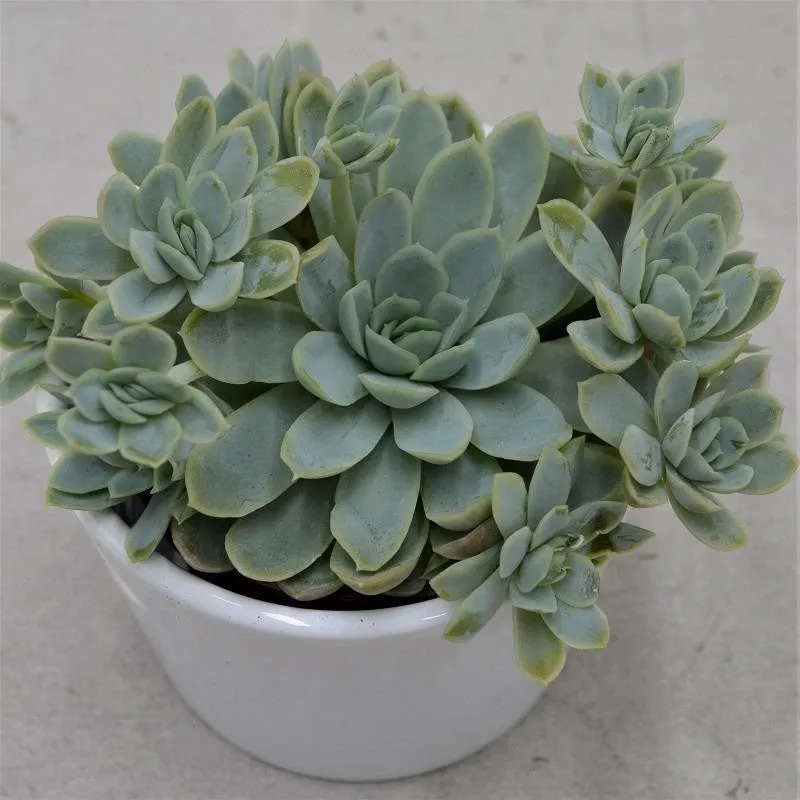 pasiora-echeveria-elegans-sukkulente-8-5cm image 1