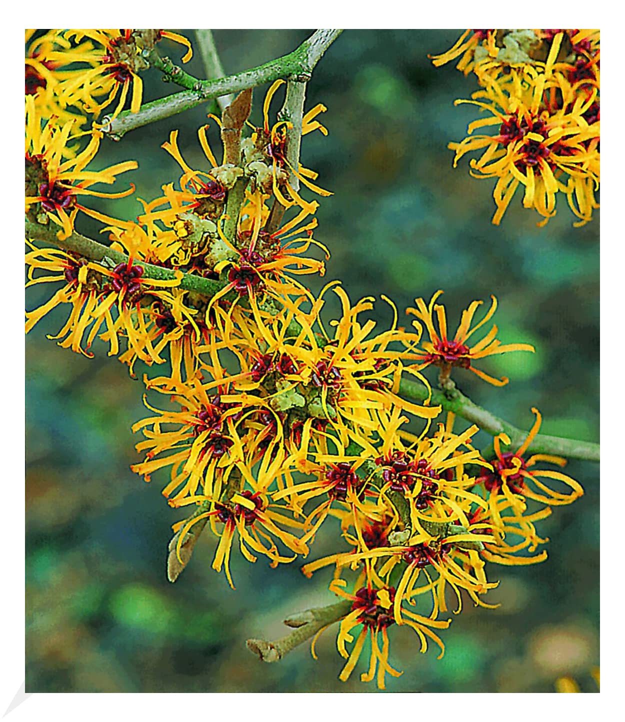baldur-garten-zaubernuss-hamamelis-mollis-pallida-3-liter image 1