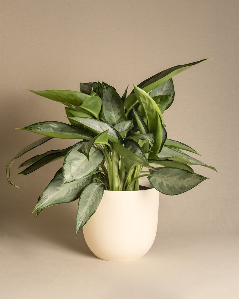 feey-aglaonema-silverado-kolbenfaden-50-60-cm image 6