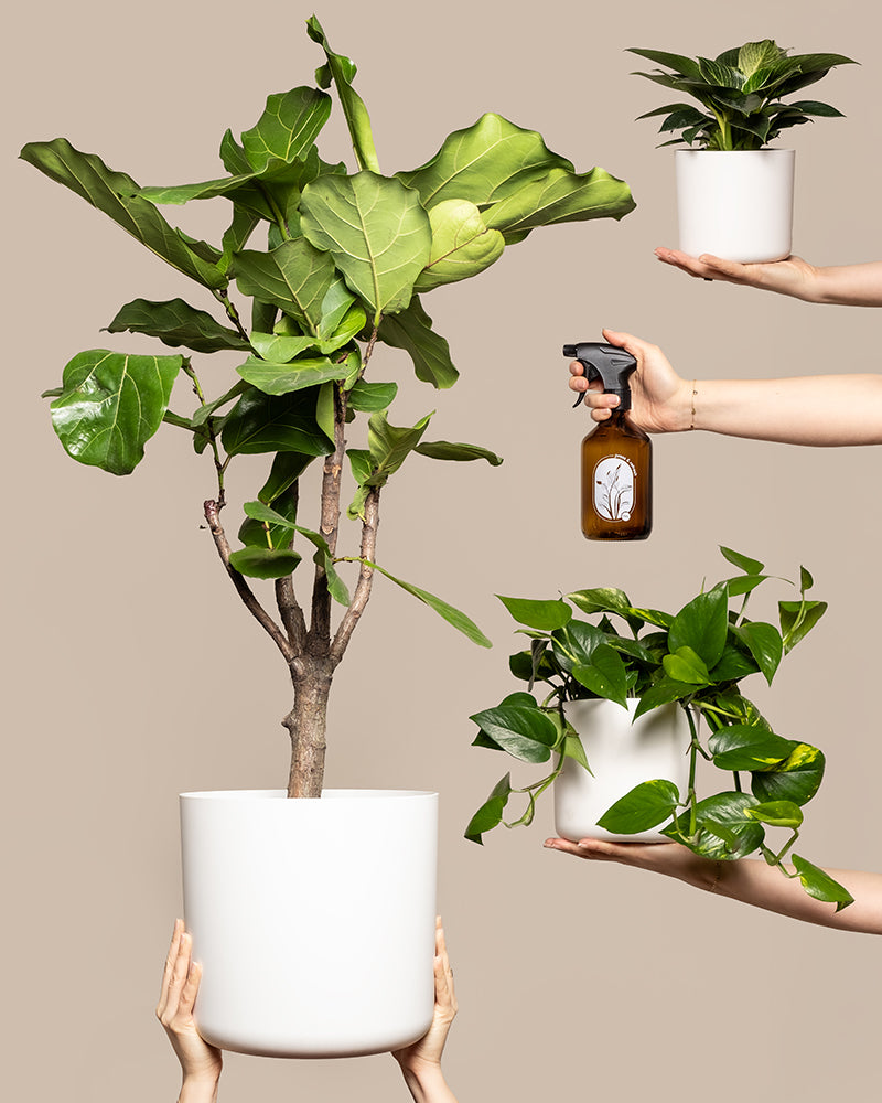 feey-urban-jungle-set-3-pflanzen-spr-her-gro image 1
