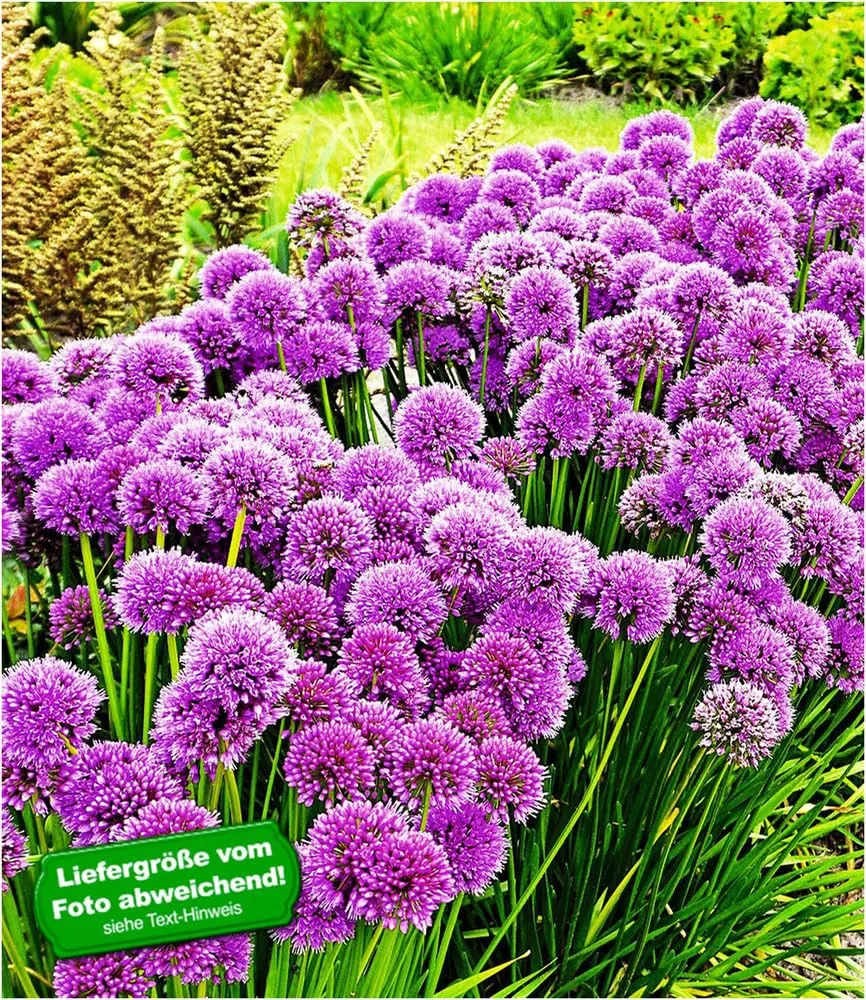 baldur-garten-duft-allium-millenium-3-knollen-zierlauch-winterhart image 1