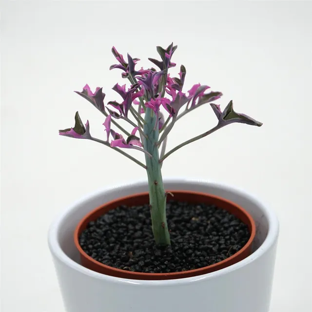 pasiora-senecio-articulatus-f-variegata-sukkulente-8-5cm-topf image 1