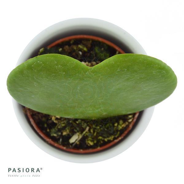 pasiora-hoya-kerrii-herzblatt-sukkulente-6cm-topf image 2