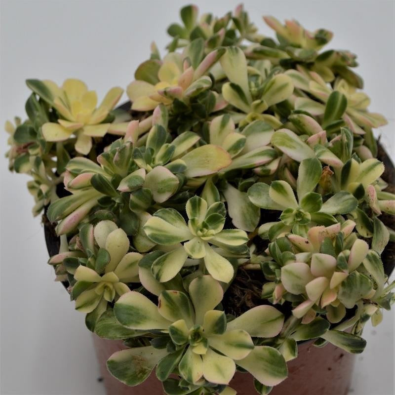 pasiora-aeonium-domesticum-f-variegata-sukkulente-13-cm image 1