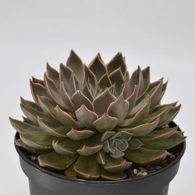 pasiora-echeveria-mensa-sukkulente-15-cm-topf image 1
