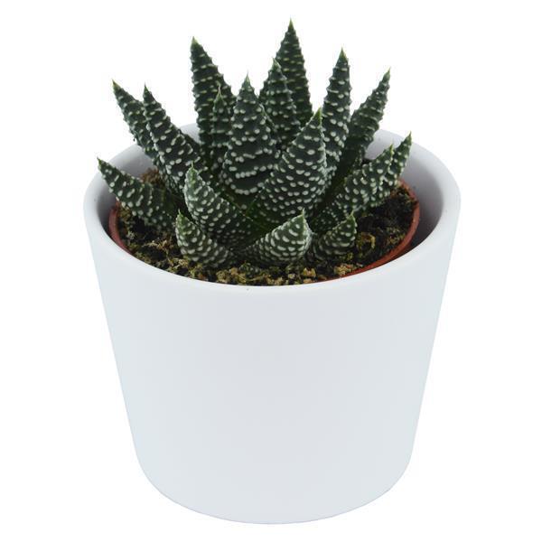 pasiora-haworthia-fasciata-albert-sukkulente-6cm image 3