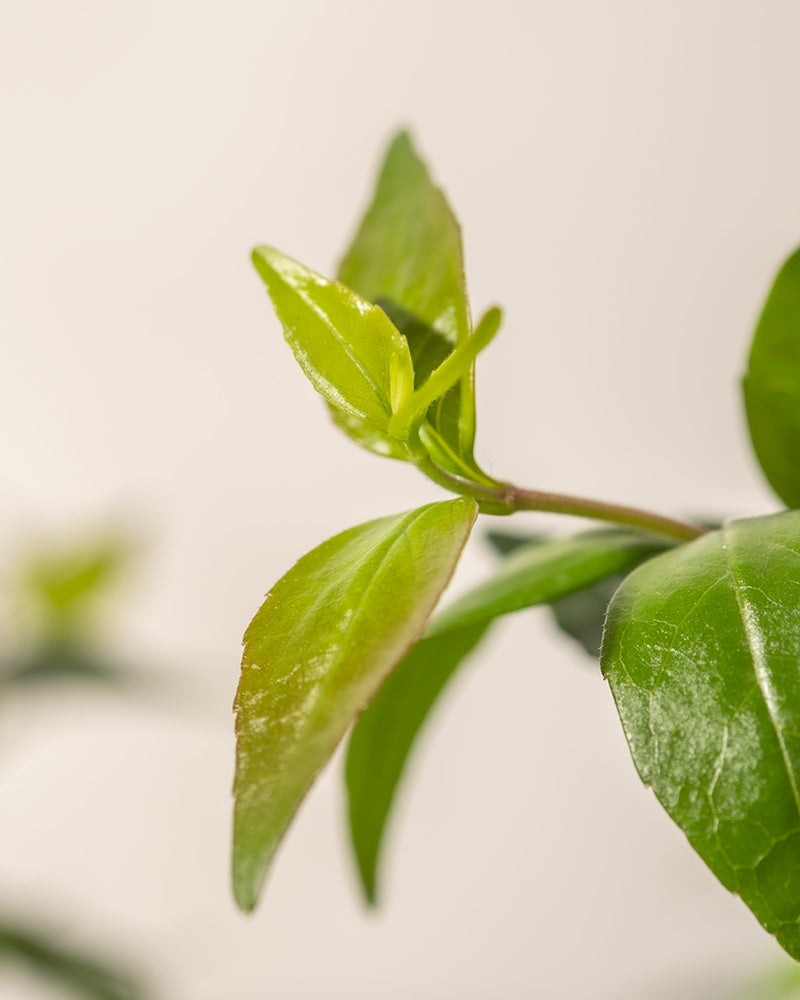 feey-abelia-grandiflora-gro-bl-tige-abelie-1-2-m image 8
