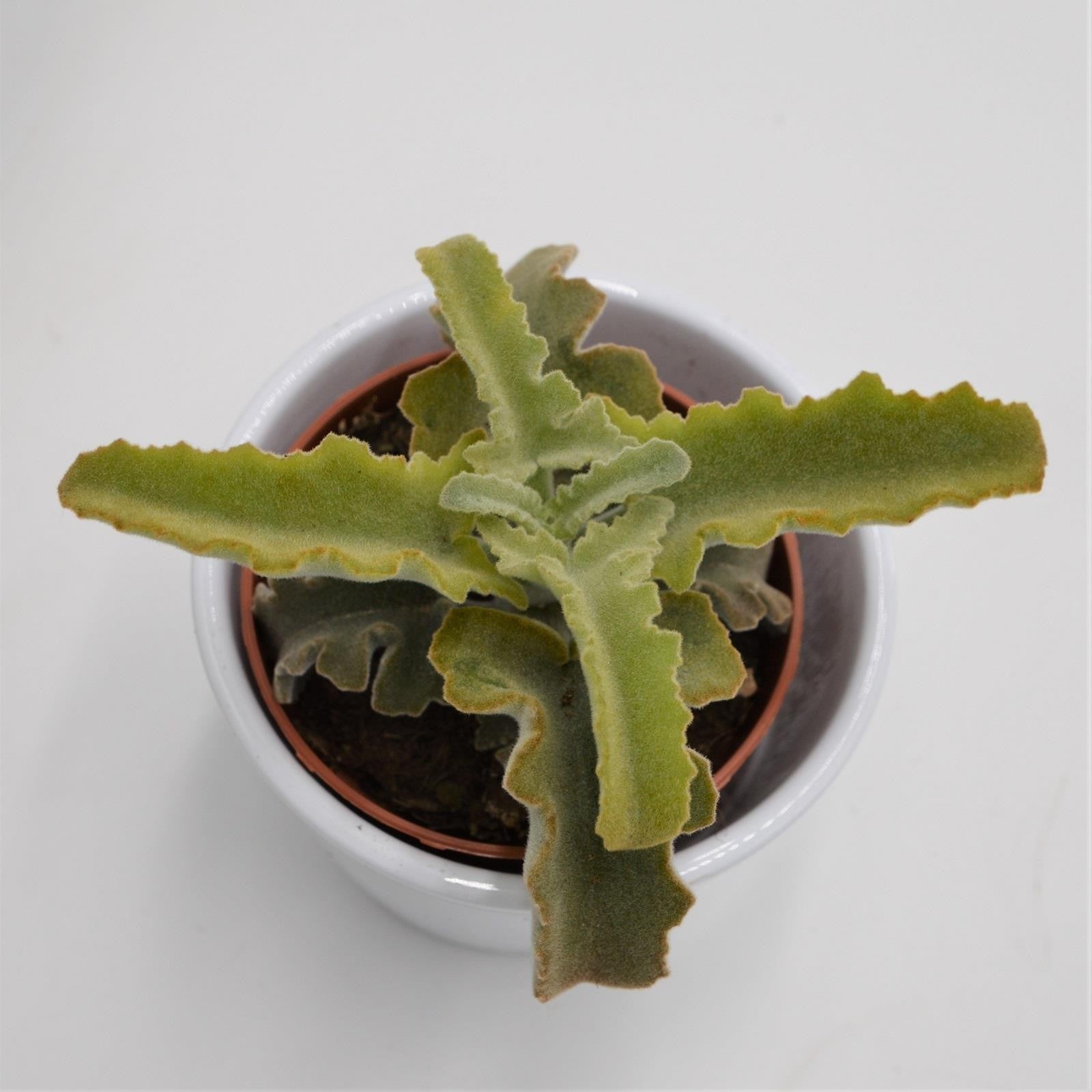pasiora-kalanchoe-beharensis-roseleaf-sukkulente-im-8-5cm-topf image 1