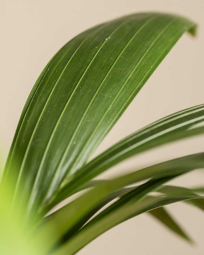 feey-kentiapalme-gro-zimmerpflanze-howea-forsteriana image 8