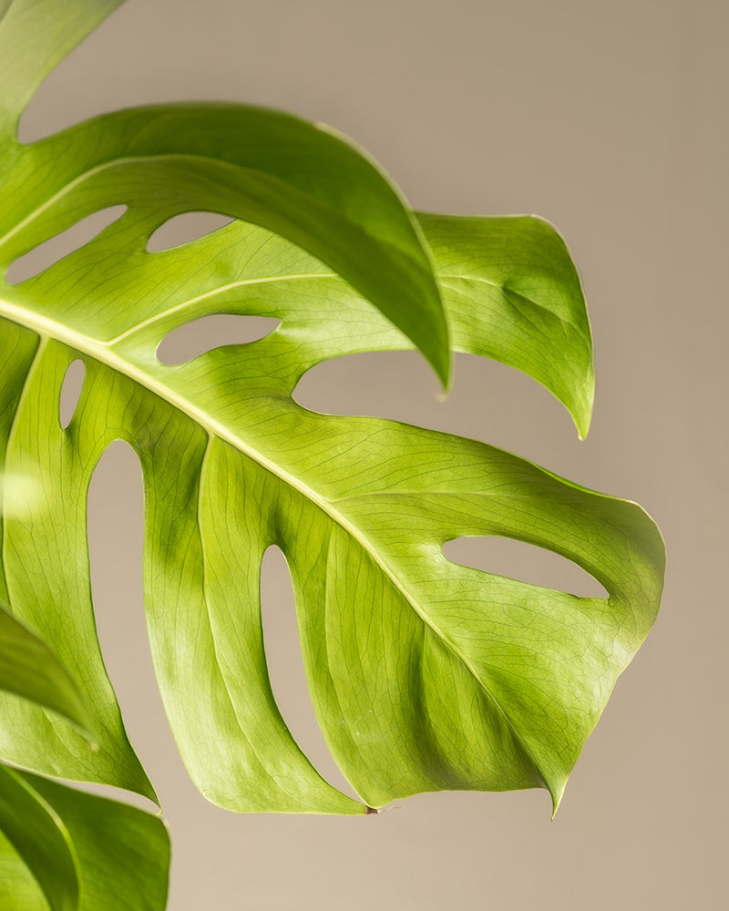 feey-monstera-xl-monstera-deliciosa-fensterblatt-zimmerpflanze-gro image 5