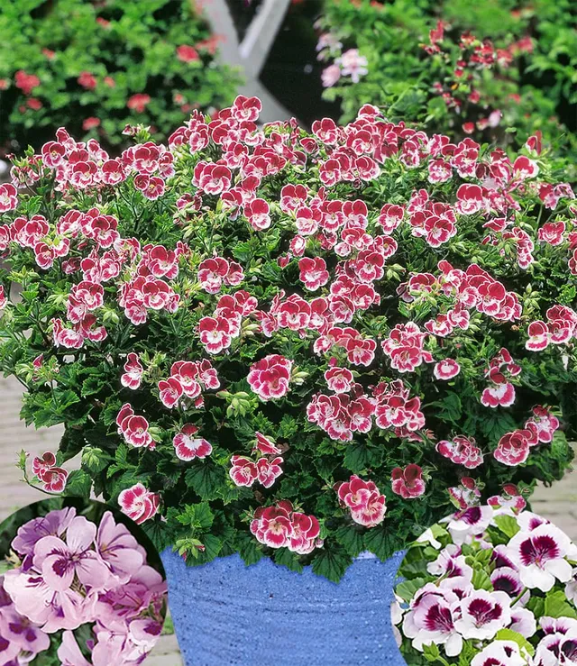baldur-garten-3x-duft-geranie-moskito-schocker-10-5-cm-topf image 1
