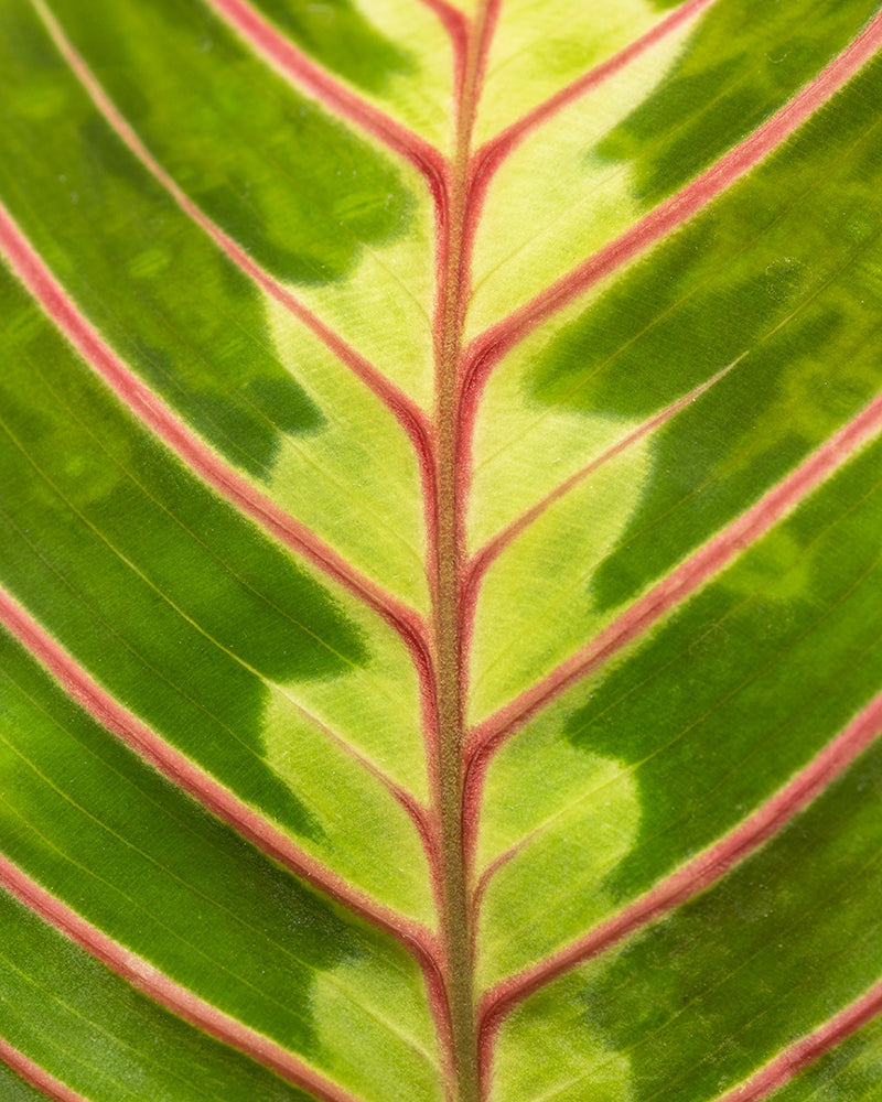 feey-maranta-leuconeura-tricolor-pfeilwurz-prayer-plant-zimmerpflanze image 2