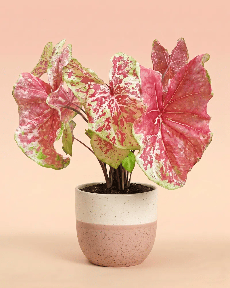feey-caladium-raspberry-moon-gro-e-zimmerpflanze image 5