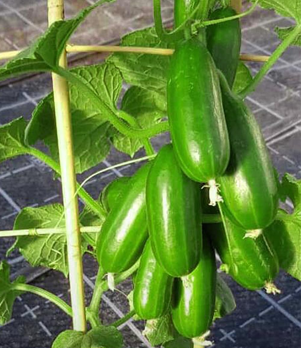 baldur-garten-die-kleine-gurkenfabrik-cucko-2x-pflanzen-im-10-5-cm-topf image 1