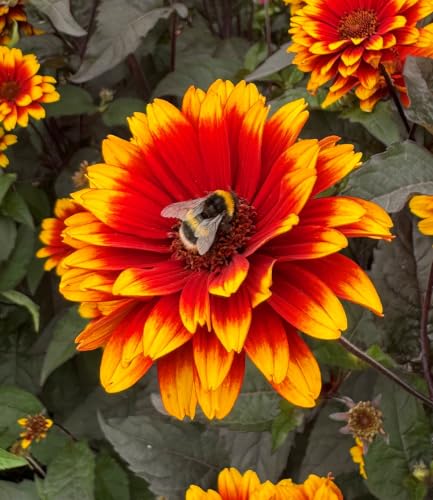 baldur-garten-heliopsis-bonfire-sunset-staude-im-9x9-cm-topf image 4
