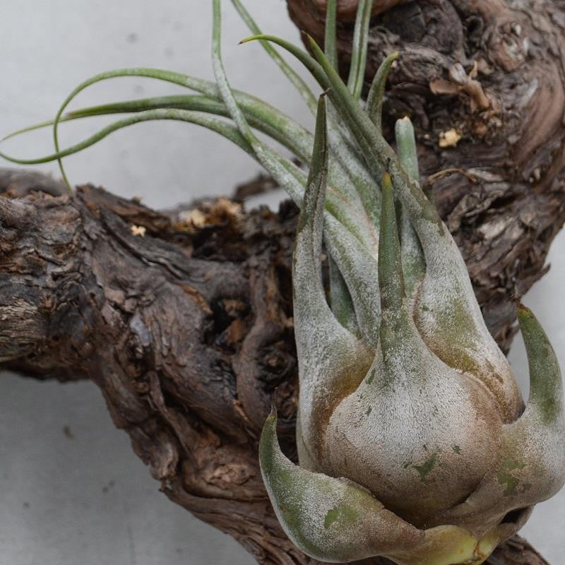 pasiora-tillandsia-seleriana-luftnelke image 1