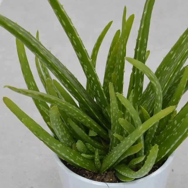 pasiora-aloe-vera-sweet-sukkulente-12cm-topf image 1