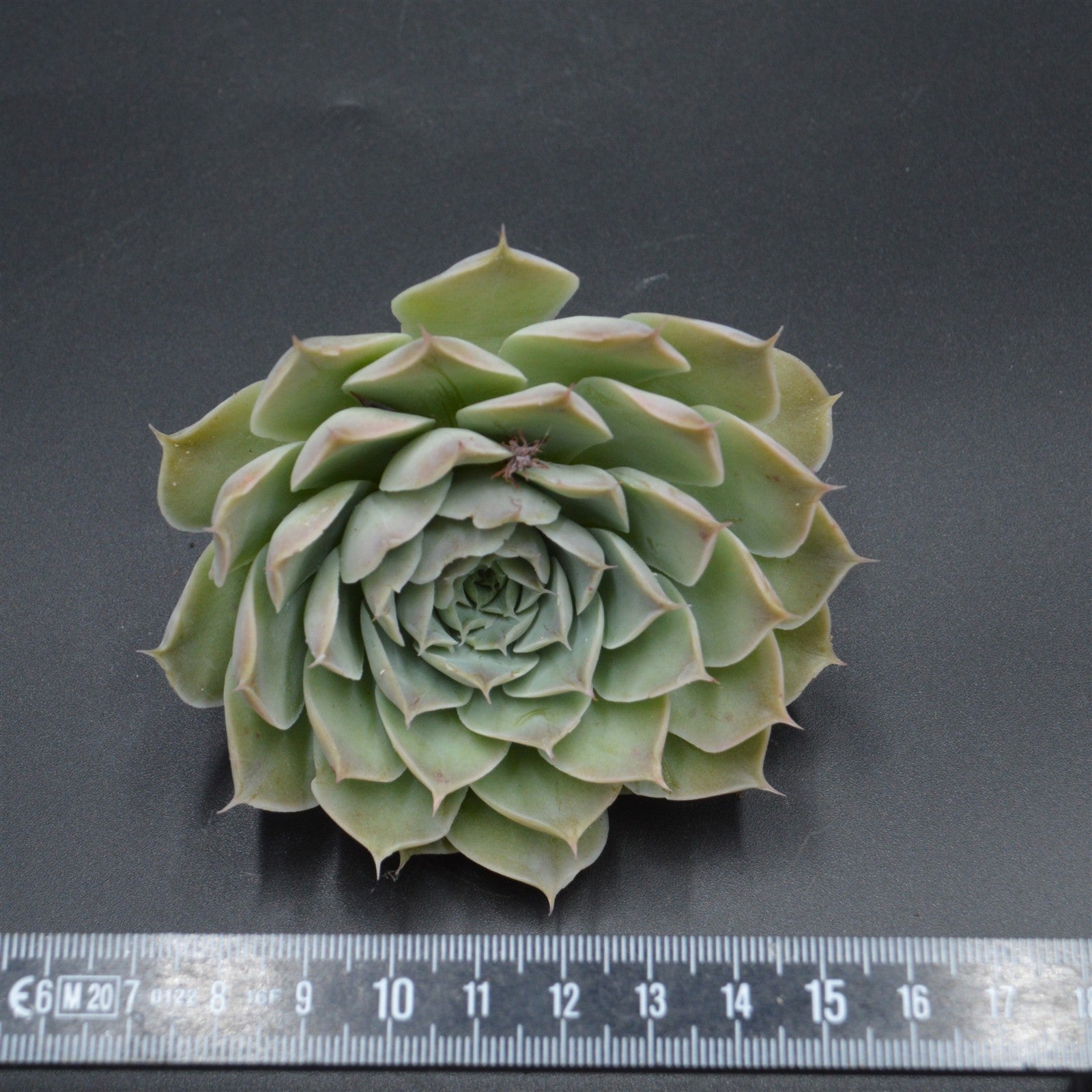pasiora-echeveria-hyalina-la-paz-steckling-rarit-t image 2