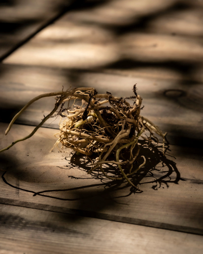 feey-hosta-blau-beige-knollenpflanze-rhizome-f-r-schatten image 7