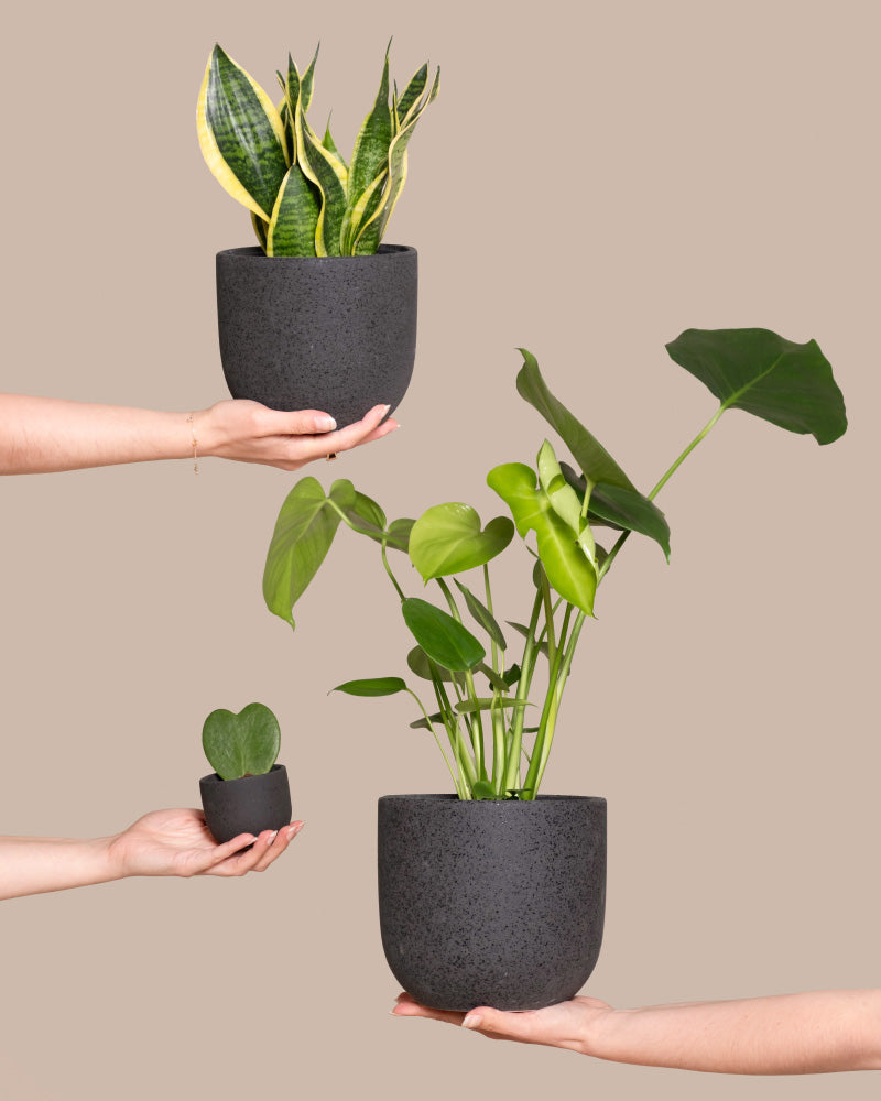 feey-pflanzen-bestseller-trio-monstera-sansevieria-hoya-set image 1