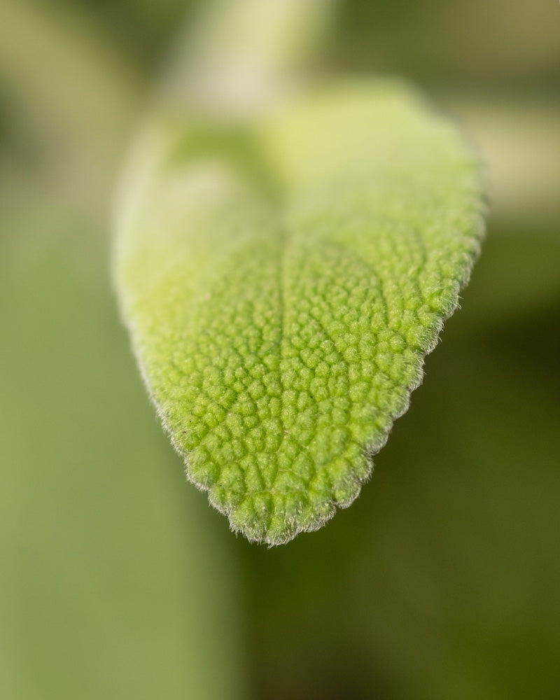 feey-echter-salbei-salvia-officinalis-kr-uterpflanze image 6