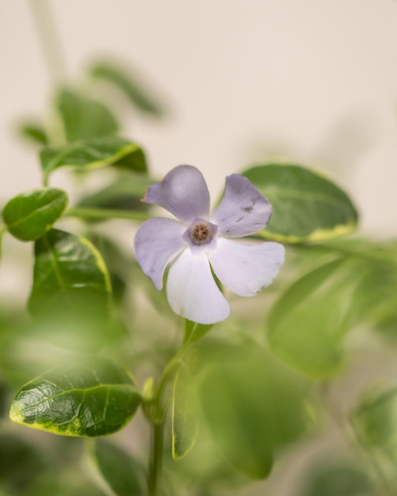 feey-vinca-minor-kleines-immergr-n-6er-set-f-r-garten-und-balkon image 4