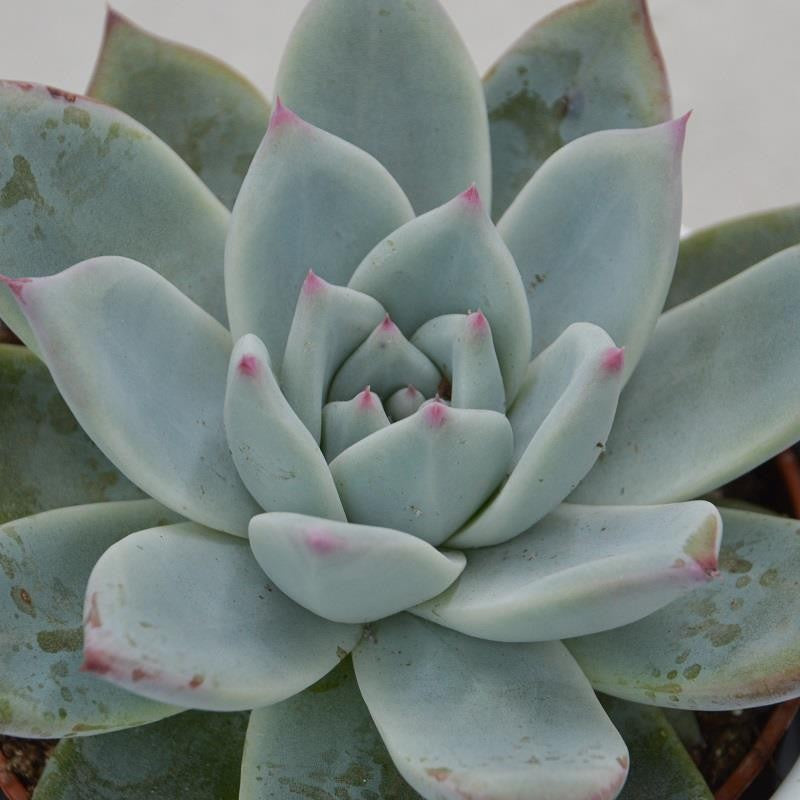 pasiora-echeveria-colorata-f-tapalpa-10-5cm-rosette-gr-n-mint-pink image 2