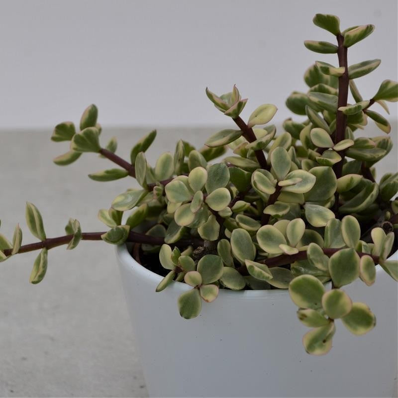 pasiora-portulacaria-afra-variegata-10-5-cm-topf image 1
