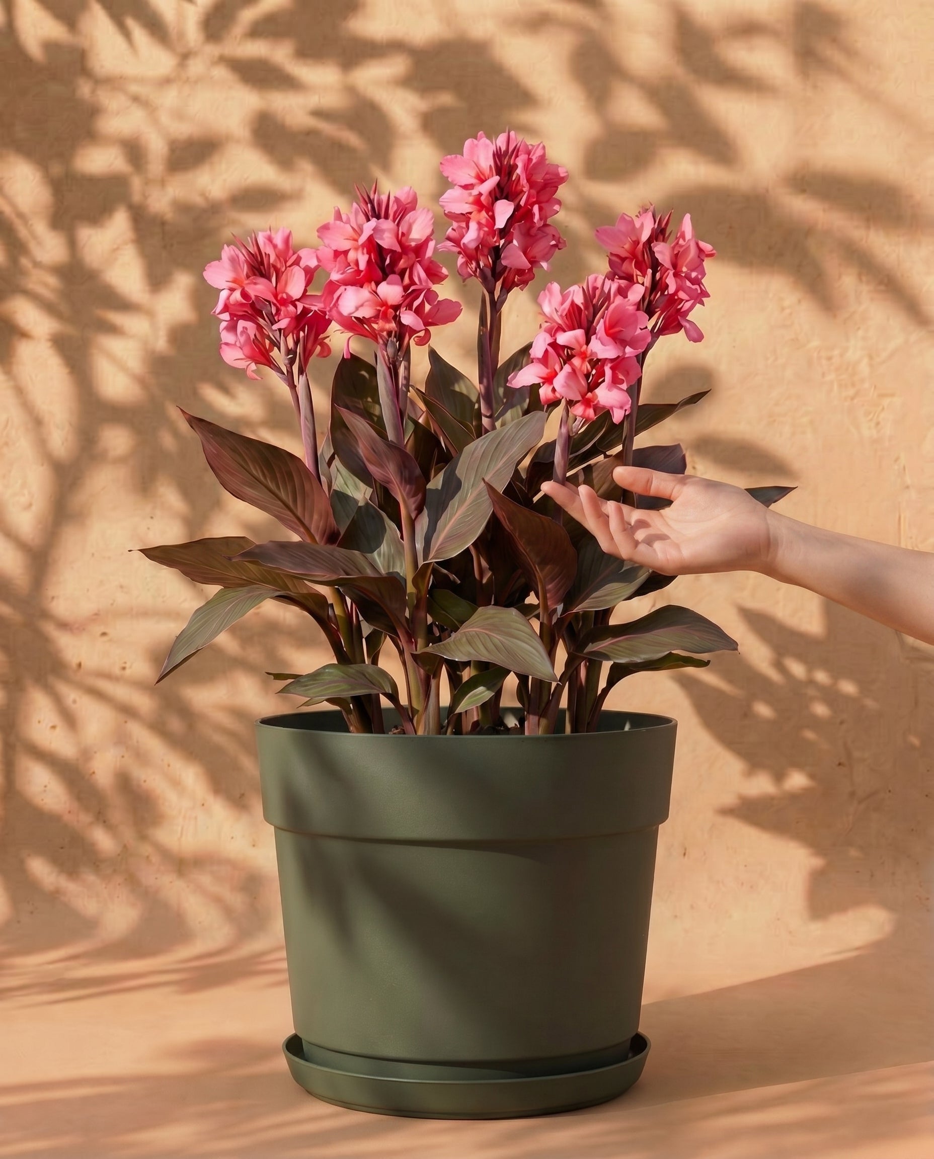 feey-canna-pink-knollen-zum-einpflanzen image 1