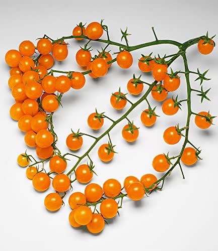 baldur-garten-snack-tomate-perlino-gelb-2-pflanzen-im-10-5-cm-topf image 5
