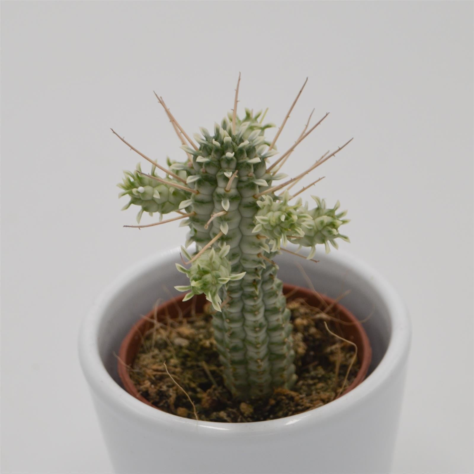 pasiora-euphorbia-mammillaris-f-variegata-sukkulente-5-5cm image 2