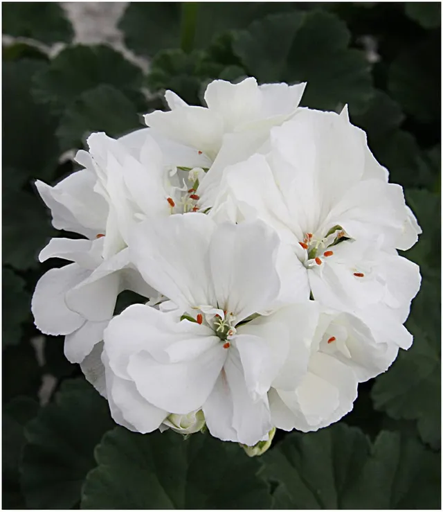 baldur-garten-balkon-geranie-moonlight-sailing-3-pflanzen-pelargonium-zonale image 1
